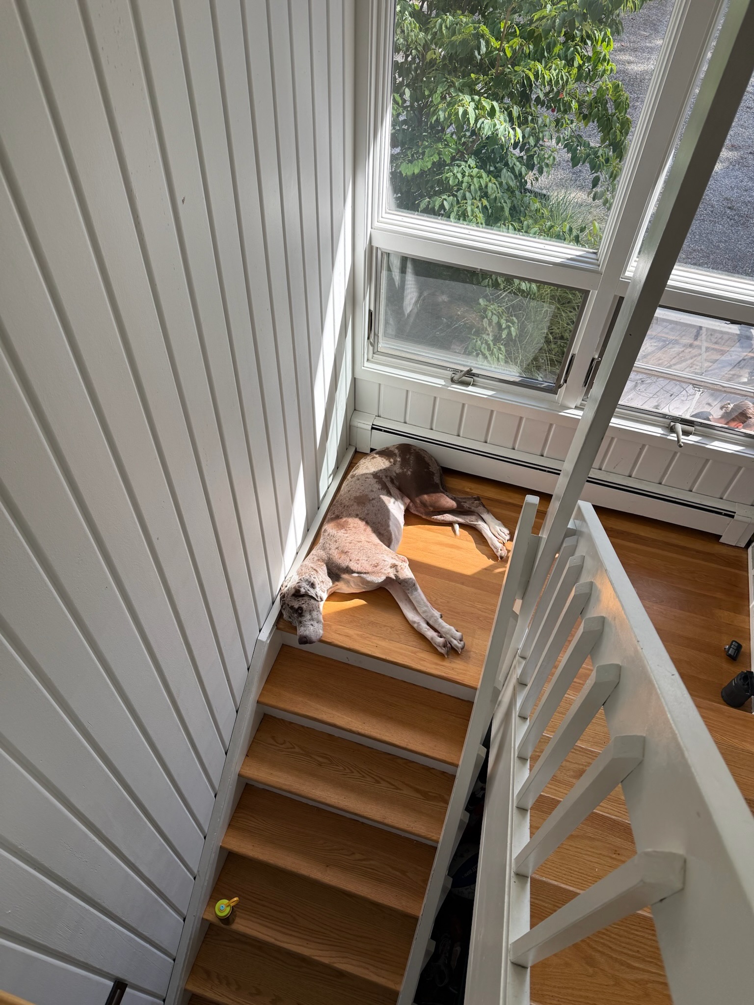 Stairwell (Great Dane available for shoot)